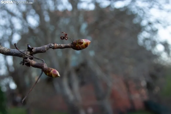 Galería Primavera