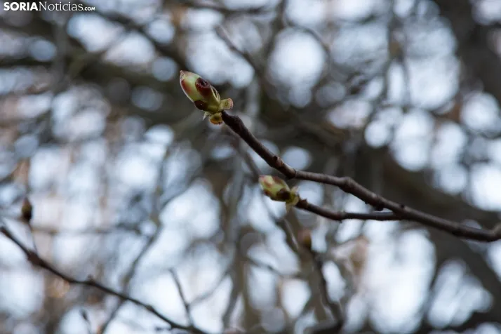 Galería Primavera