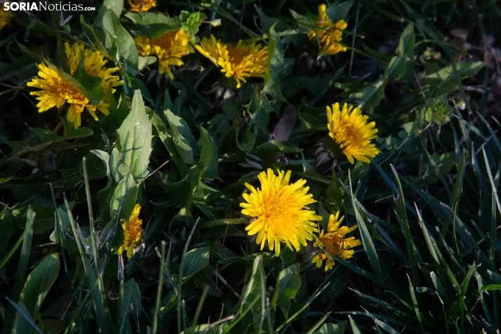 Galería Primavera