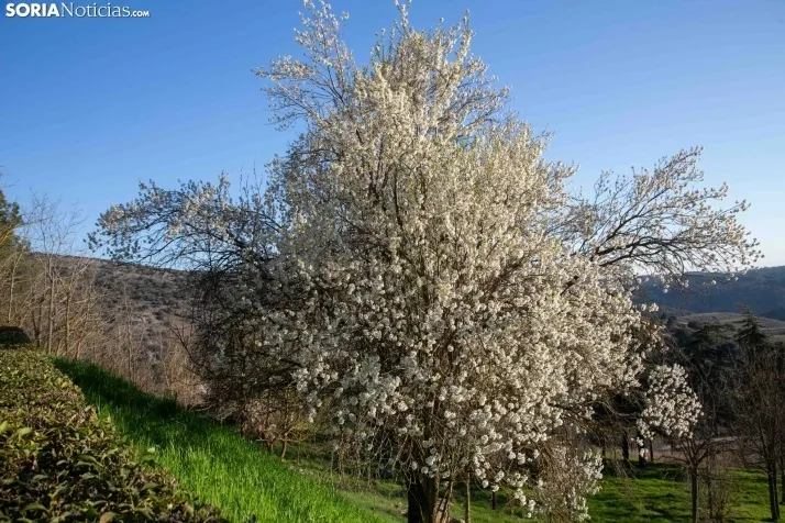 Galería Primavera