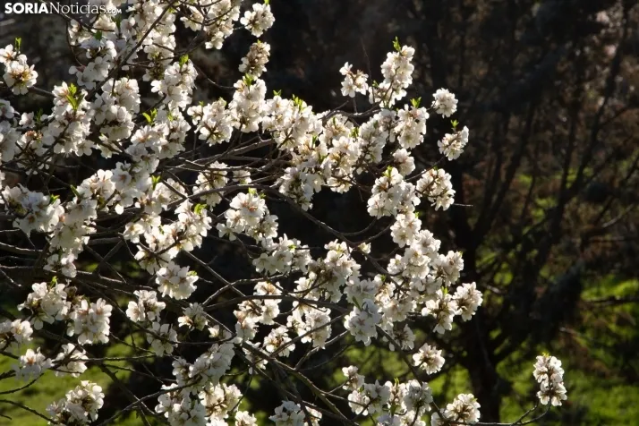 Galería Primavera