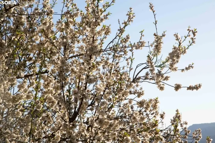Galería Primavera
