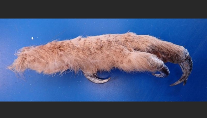 La Guardia Civil detiene a dos vecinos de Pamplona portando una garra de búho real