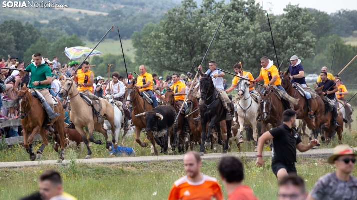 Con La Saca como referente, Castilla y León avanza en la protección de la doma vaquera 