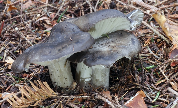 La Semana Santa comienza con incertidumbre para la micología de Castilla y León