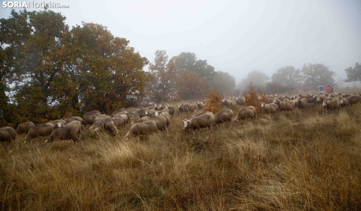 Estos cuatro pueblos de Soria revisan sus antiguos caminos ganaderos