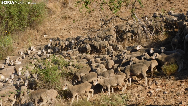 San Leonardo y Carrascosa de la Sierra revisarán sus vías pecuarias en abril 