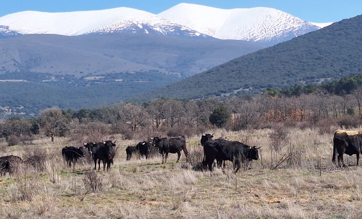 Noviercas acoge la formación en agricultura ecológica de tres jóvenes