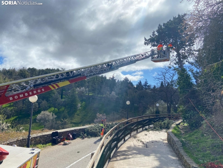 Reabierto el acceso al Castillo de Soria tras la retirada de un árbol dañado por el viento
