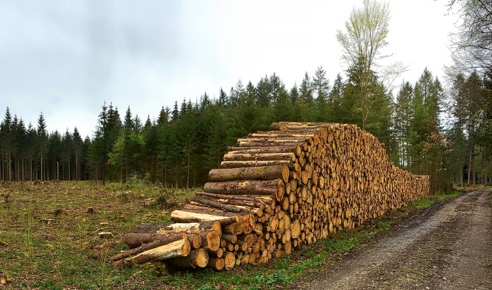 Duruelo licita aprovechamientos forestales por 126.000 euros
