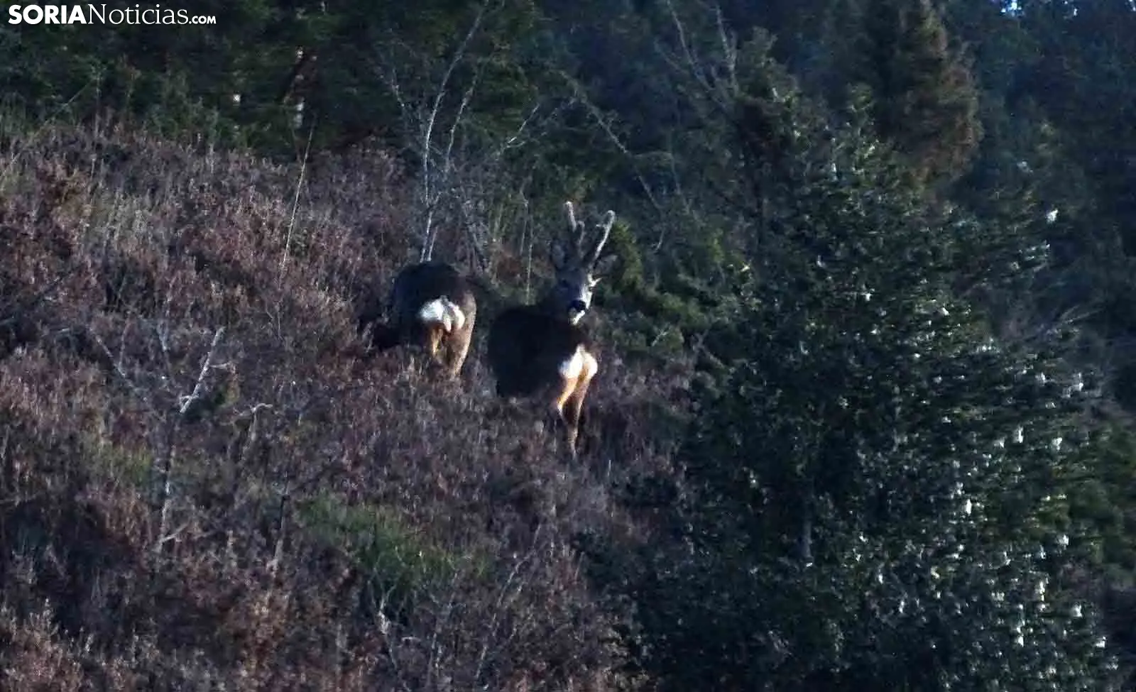 La revolución digital de las subastas de caza se abre paso en Venalmazán