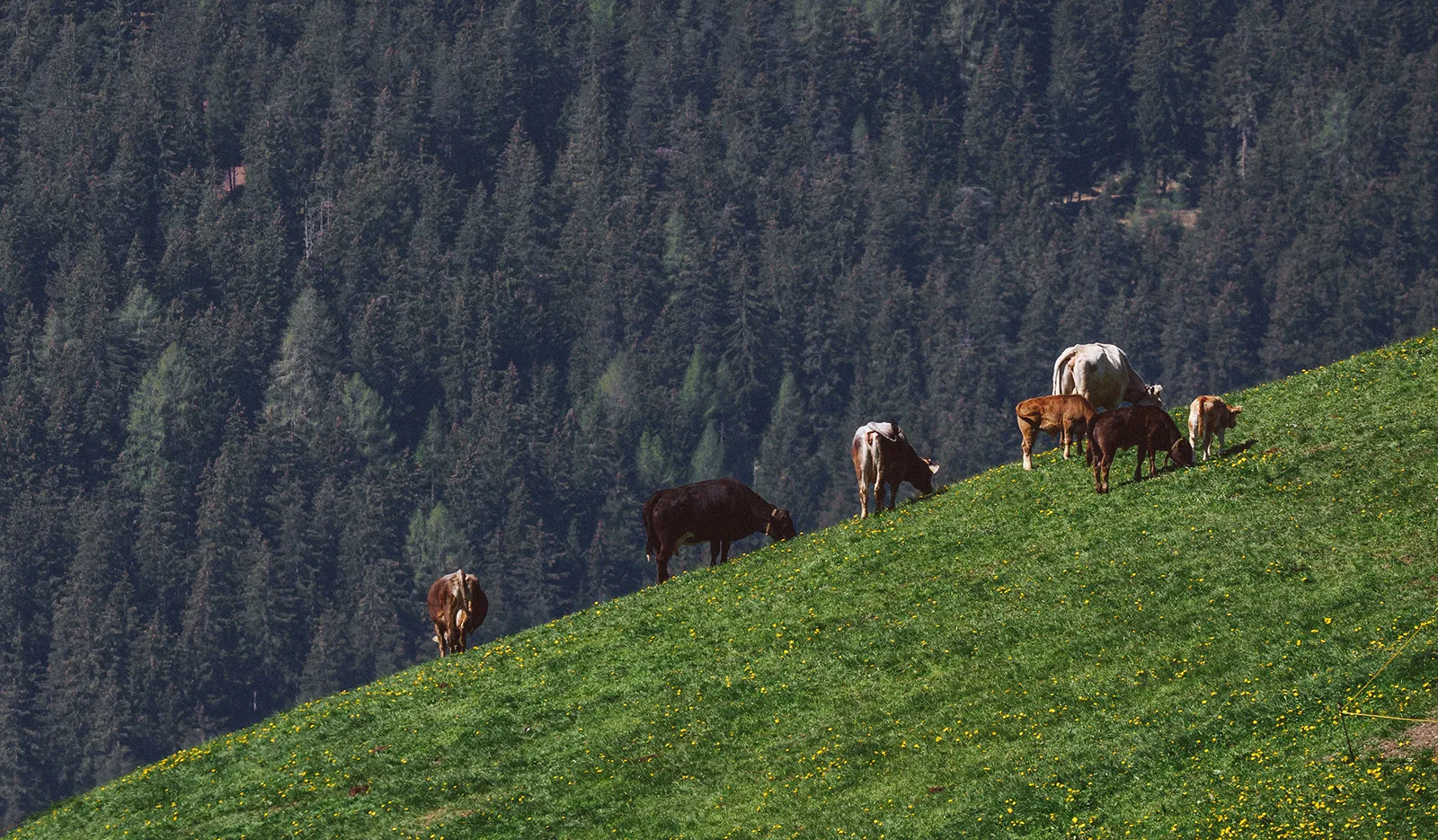 Un salvavidas frente al despoblamiento en Castilla y León: compensaciones para la recogida láctea en altura