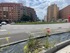 Foto 10 - Soria estrena zonas verdes: cuando el jard&iacute;n se independiza del jardinero