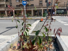 Foto 13 - Soria estrena zonas verdes: cuando el jard&iacute;n se independiza del jardinero