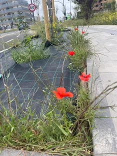 Foto 22 - Soria estrena zonas verdes: cuando el jard&iacute;n se independiza del jardinero