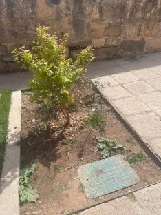 Foto 21 - Soria estrena zonas verdes: cuando el jard&iacute;n se independiza del jardinero