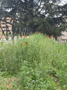 Foto 25 - Soria estrena zonas verdes: cuando el jard&iacute;n se independiza del jardinero