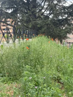 Foto 25 - Soria estrena zonas verdes: cuando el jard&iacute;n se independiza del jardinero