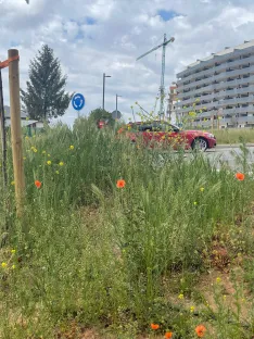 Foto 26 - Soria estrena zonas verdes: cuando el jard&iacute;n se independiza del jardinero