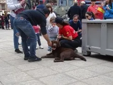 Una imagen del acto de la UME hoy en Soria. /PC