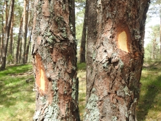 Uno de los ejemplares marcados para su tala. 