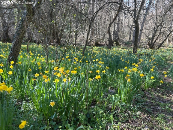 Este pueblo de Soria de tan solo 6 habitantes puede presumir de tener los narcisos más espectaculares del país