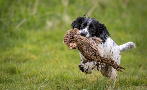 Seminario de adiestramiento de perros de caza en Castillejo de Robledo