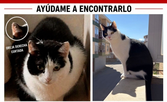 Se busca a Schrodinger, un gato doméstico desaparecido en Ólvega