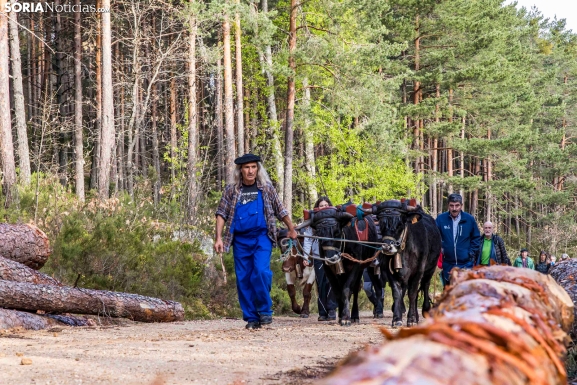 Los carreteros recorren los pueblos de la histórica Cabaña Real, en imágenes