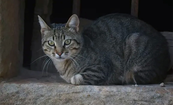 Subvenciones Diputación de Soria para colonias felinas 2026