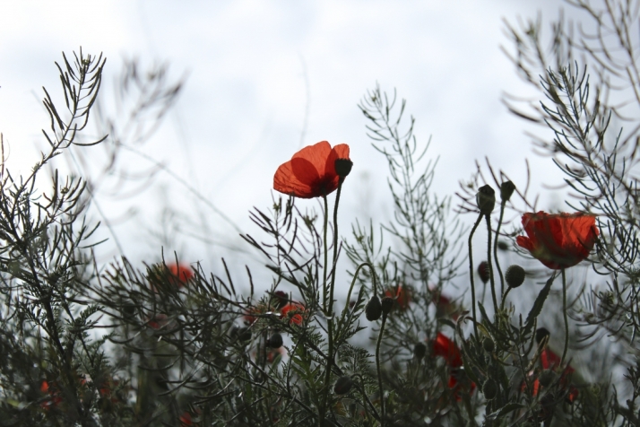 Inscripciones abiertas para el XVIII Rally Fotográfico ‘Tierras de Berlanga