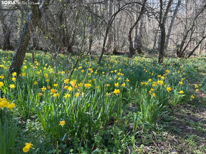 Este pueblo de Soria de tan solo 6 habitantes puede presumir de tener los narcisos más espectaculares del país