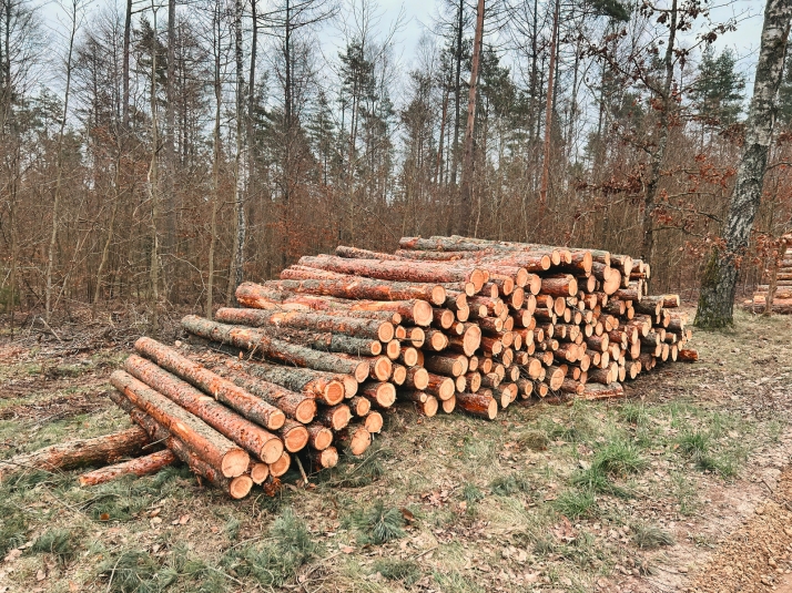 La Mancomunidad 150 Pueblos licita el aprovechamiento maderable de más de 20.000 pinos
