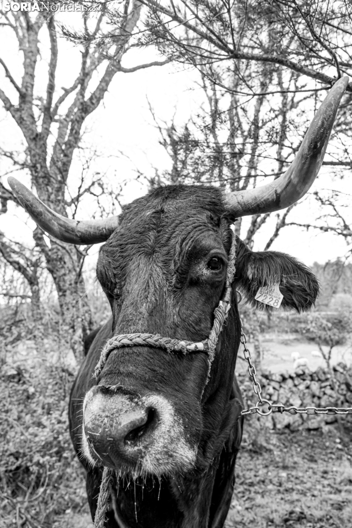 XXVII Ruta Carreteril./ Viksar Fotografía