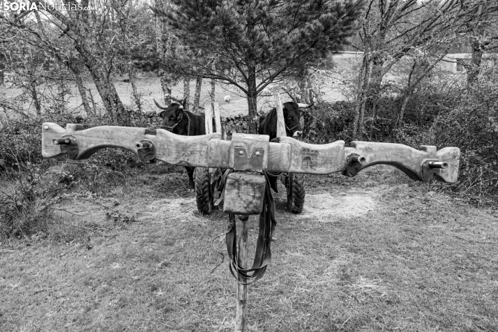 XXVII Ruta Carreteril./ Viksar Fotografía