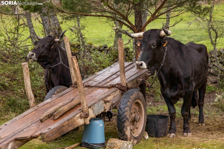 XXVII Ruta Carreteril./ Viksar Fotografía