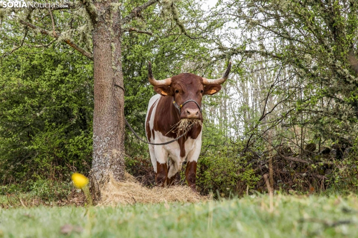 XXVII Ruta Carreteril./ Viksar Fotografía