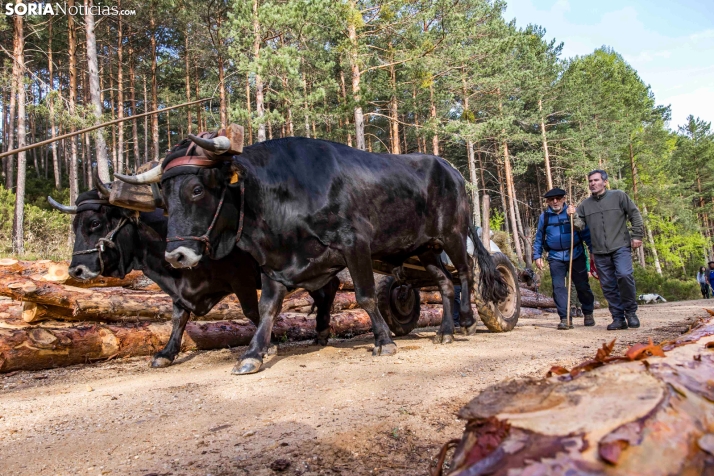 XXVII Ruta Carreteril./ Viksar Fotografía
