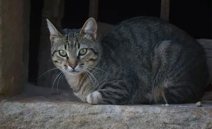 Subvenciones Diputación de Soria para colonias felinas 2026