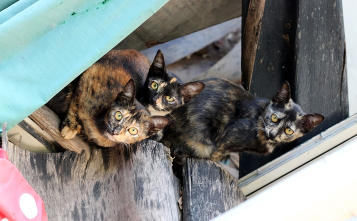 Hay pueblos en los que los gatos callejeros suponen un problema de salud