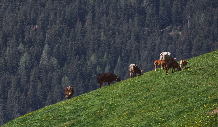 Un salvavidas frente al despoblamiento en Castilla y León: compensaciones para la recogida láctea en altura