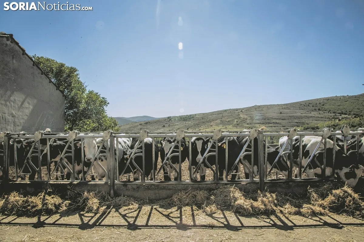 Así defiende la Junta la gestión del relevo generacional en el campo para el abastecimiento de la DO Mantequilla de Soria