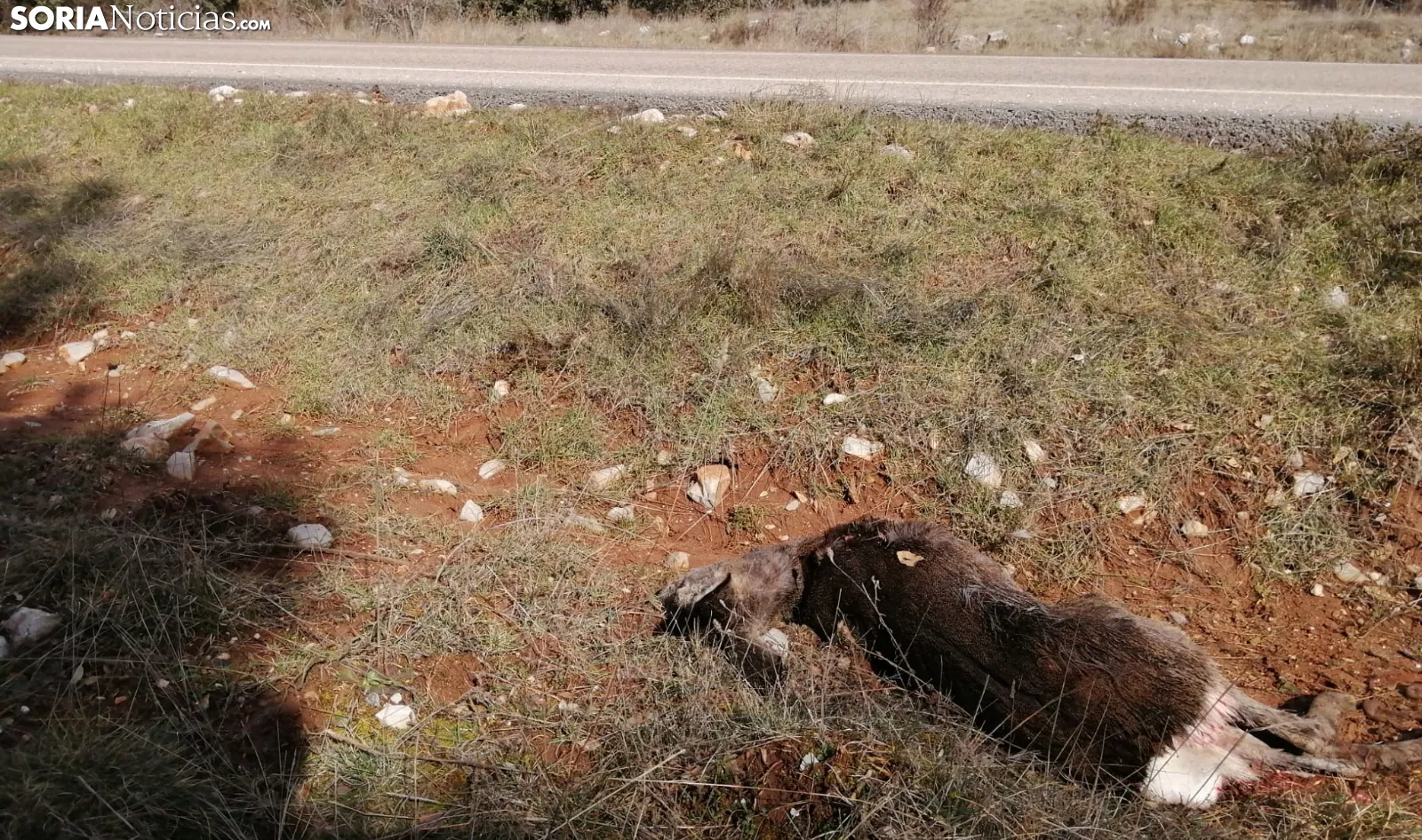 La provincia regista 5 accidentes diarios por invasión de fauna silvestre en las calzadas