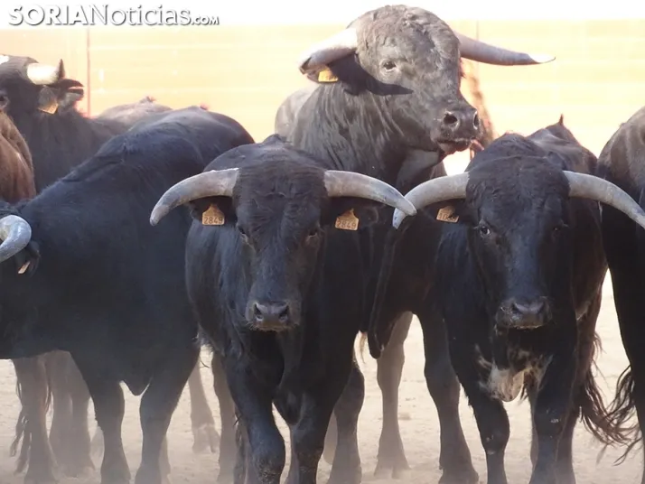 PACMA pide unas fiestas de San Juan sin toros en Soria
