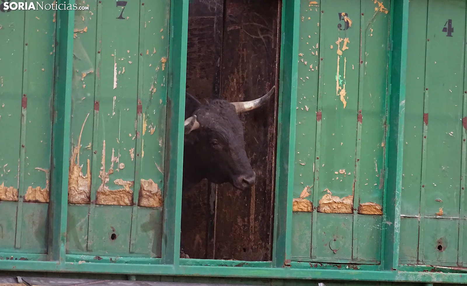 FOTOS | Llegan los novillos para el Viernes de Toros 