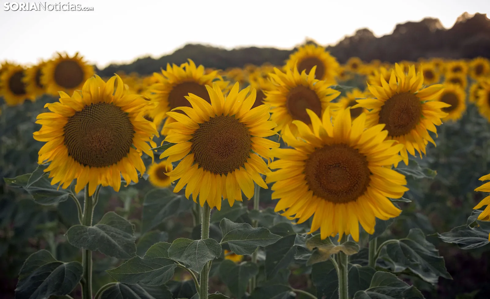 Hacienda aprueba la rebaja de módulos para el campo, aunque ASAJA reclama incluir girasol y leguminosas