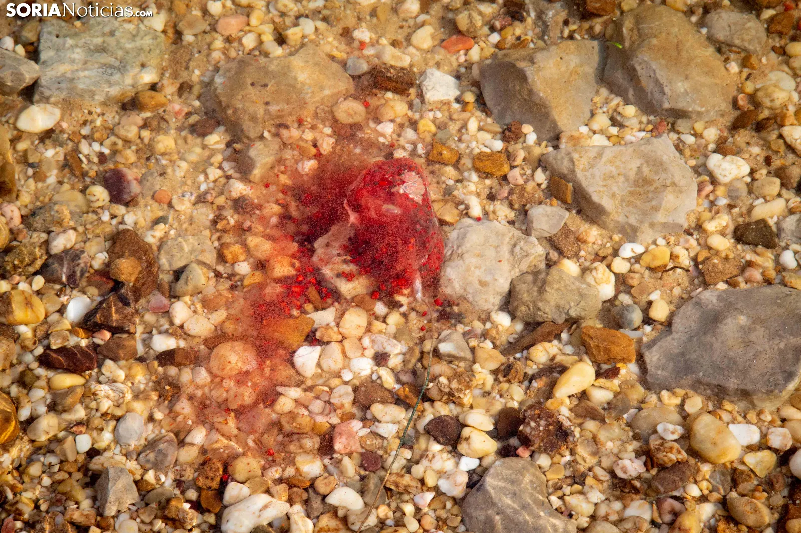 Foto 2 - El arte de la pesca de gigantes sin muerte