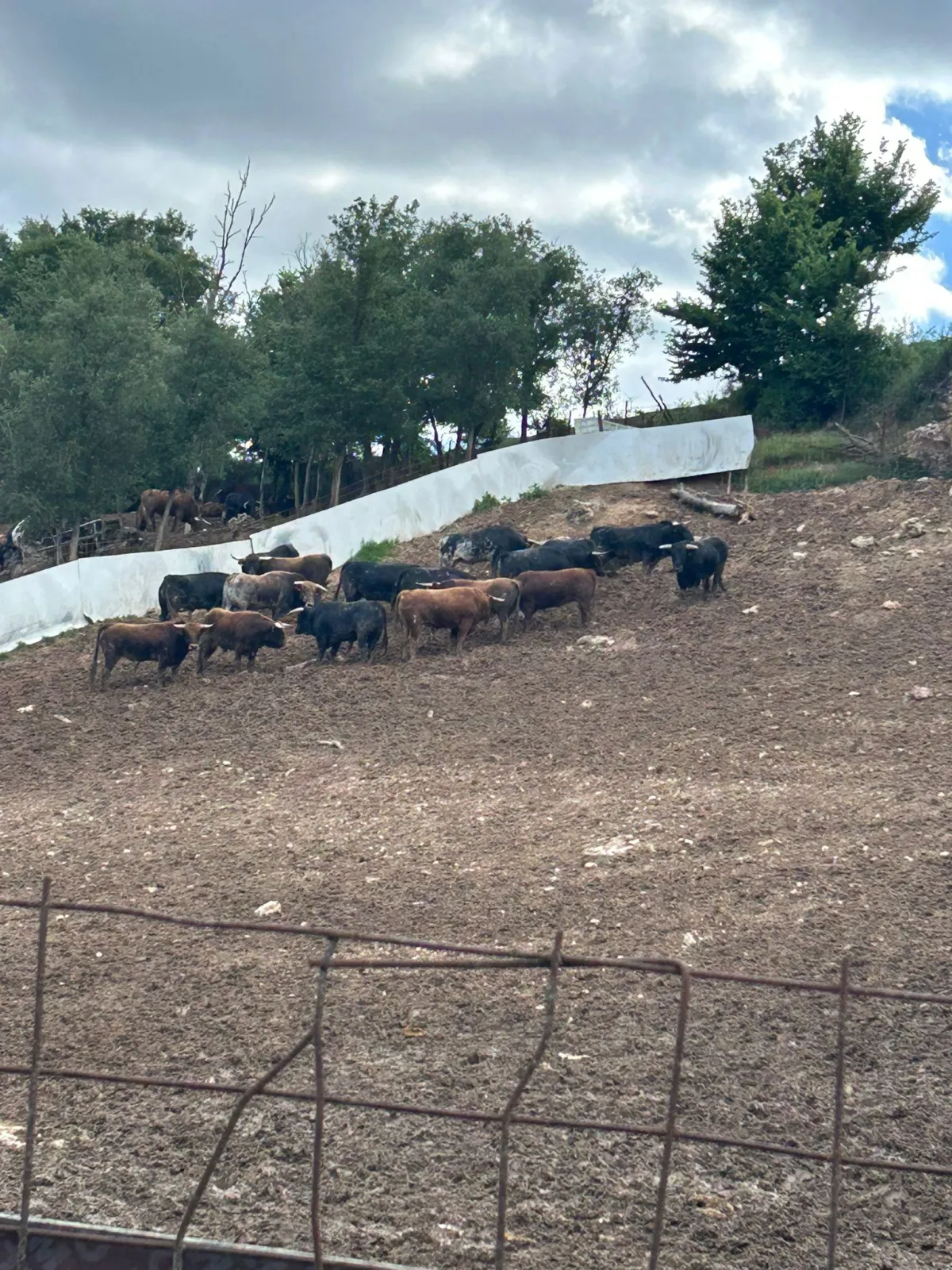 Foto 2 - As&iacute; son los toros de la Saca 2026: grandes, ideales para el recorrido y muy homog&eacute;neos