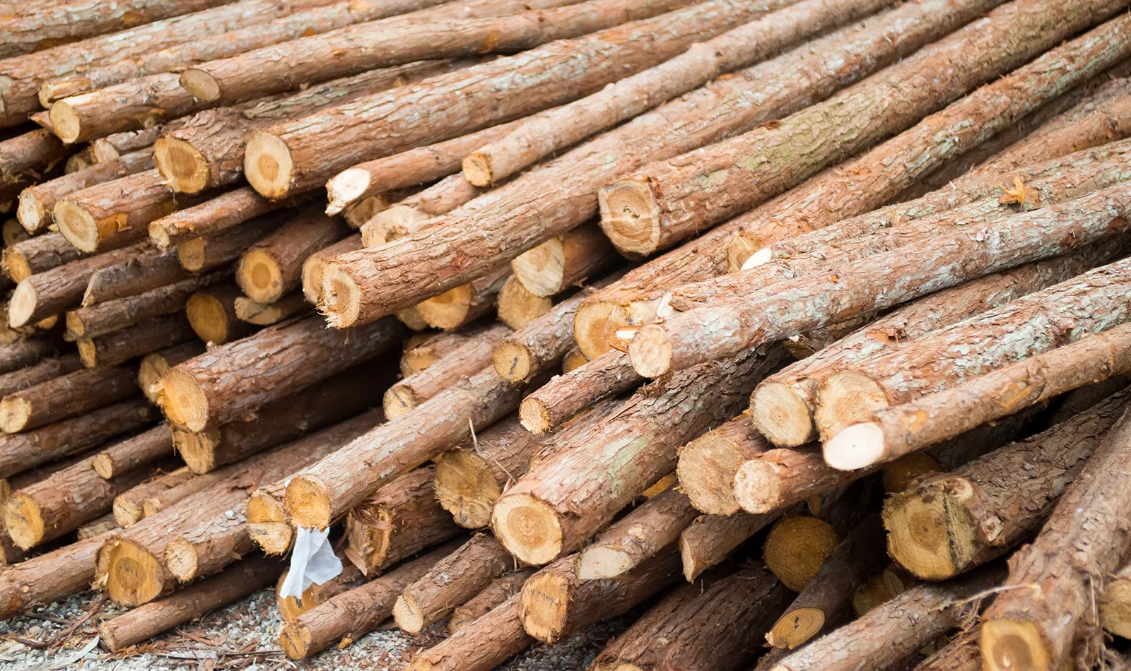 Cabrejas del Pinar licita madera de sus montes por más de 376.000 euros