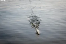 Foto 9 - El arte de la pesca de gigantes sin muerte